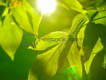 Detail of Foliage on Tree