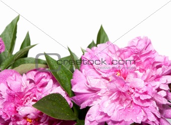 Peonies on White Background