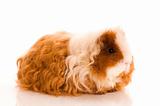 long hair guinea pig isolated on the white background