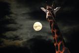 Giraffe staring at Moon