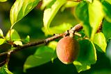 Apricot tree