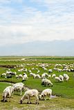 Goats in grassland