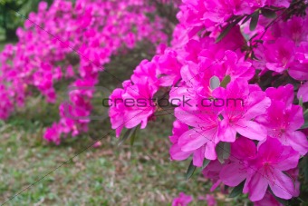 Azalea flowers