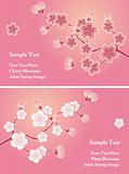 Cherry blossom cards set
