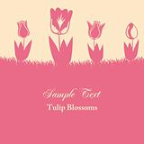 Tulip Blossoms Background