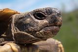 Herman's Tortoise turtle testudo hermanni