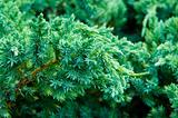 juniper branch closeup