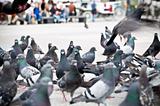 flock of pigeons on the market square