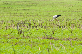 stork walking on green meadow