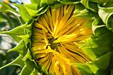 unripe flower of the sunflower on field 