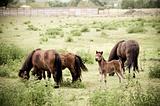 family of horses on the pasture 