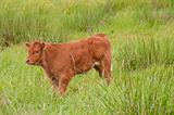 calf on the pasture