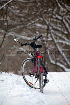 Bike standing in the woods