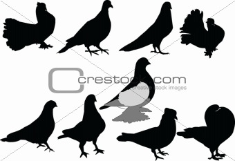 pigeons illustration collection