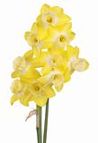 Cluster of yellow and white jonquils isolated on white