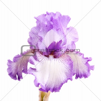 Purple and white iris flower isolation