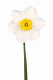 Yellow-cupped white daffodil