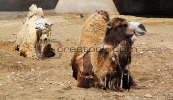 funny camel