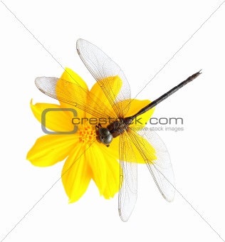 Dead dragonfly on flower