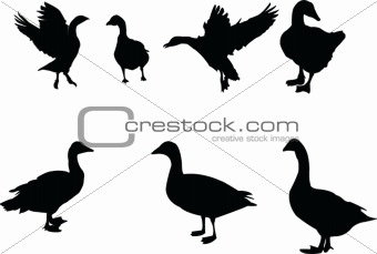 goose collection
