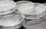 microbiological plates