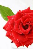 beautiful rose with water drops - symbol of love and passion