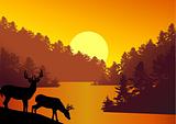 Nature background with deer