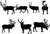 reindeer collection