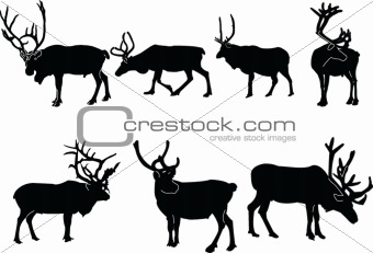 reindeer collection
