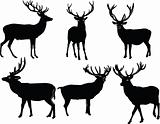 deer collection