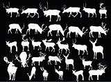 deer collection
