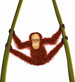 Orangutan hanging
