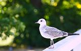 Seagull on green background