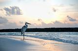 a heron on the beach