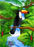 Toucan bird in the nature