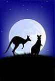Australian kangaroo in the wild