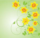 daffodil frame