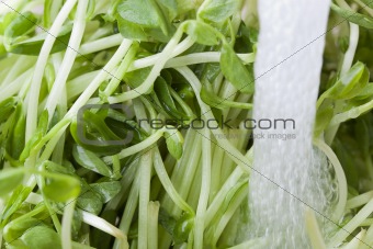 Fresh green sprouts