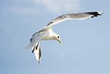 Flying seagull on blue sky background
