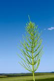 Field horsetail plant