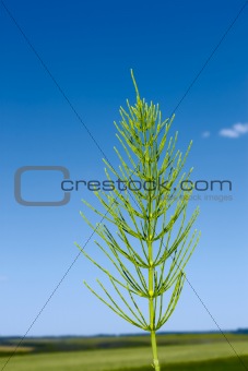 Field horsetail plant