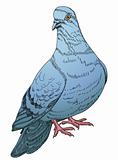 blue pigeon