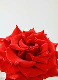 beautiful rose with water drops - symbol of love and passion
