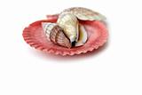 shells,