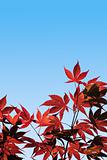 Acer palmatum, Red Maple -  with clipping path