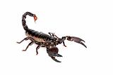 Emporer Scorpion  (Pandinus imperator)