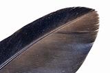 Crow's feather macro