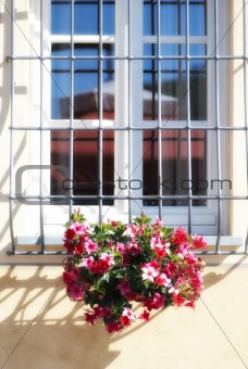 Flowers at the Window, Tuscany