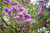 Blossoming branch of a lilac  