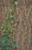 Green ivy leaves climbing tree trunk